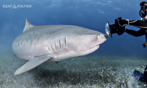 Tiger shark inspects the dome port of a photographer.
Ju... by Ken Kiefer 